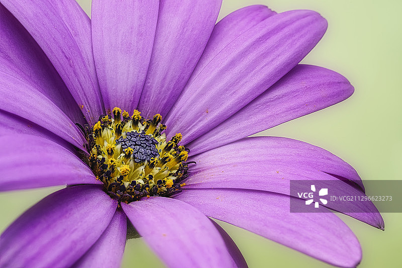 蓝天鹅绒花特写图片素材