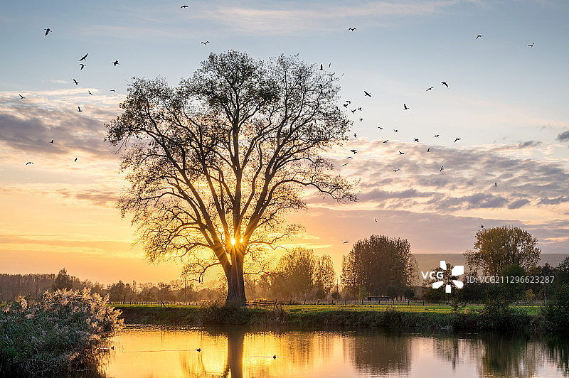 日落时分，树木生长在湖岸边，鸟儿在旁边飞翔，比利时丹泽图片素材