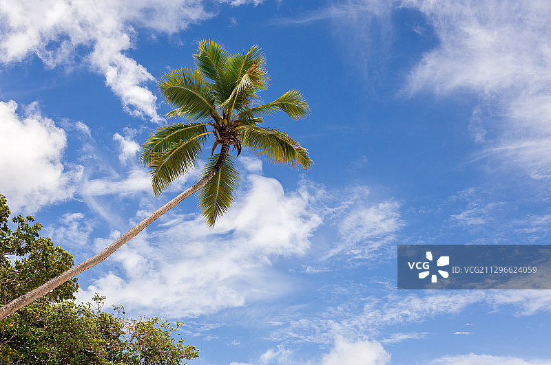 塞舌尔贝尔欧布雷海滩的椰子树图片素材