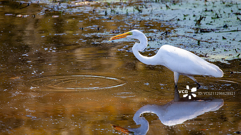 在水中倒影的大白鹭，美国北卡罗来纳州榆树市图片素材