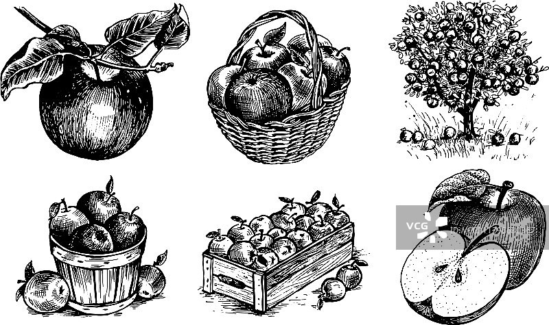 苹果图片合集图片素材