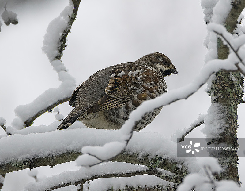 花尾榛鸡图片素材