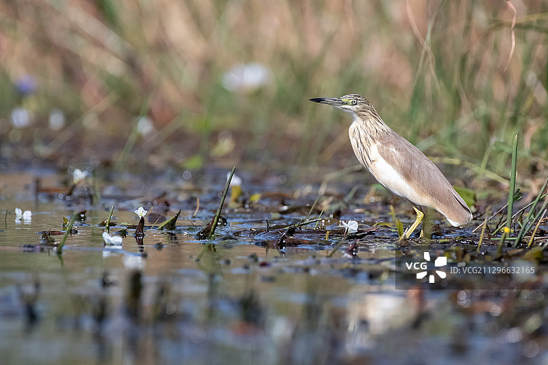 赞比亚 Bangweulu 湿地的 Squacco Heron图片素材