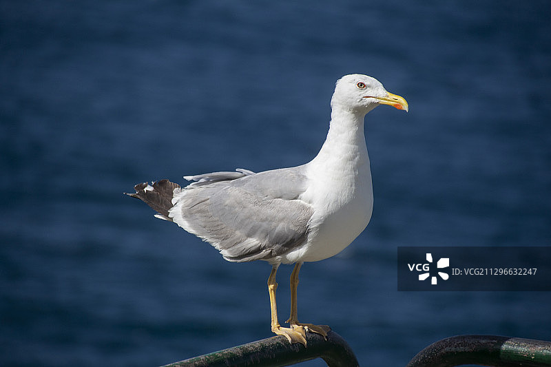 西班牙圣塞瓦斯蒂安栖息在石头上的海鸥图片素材