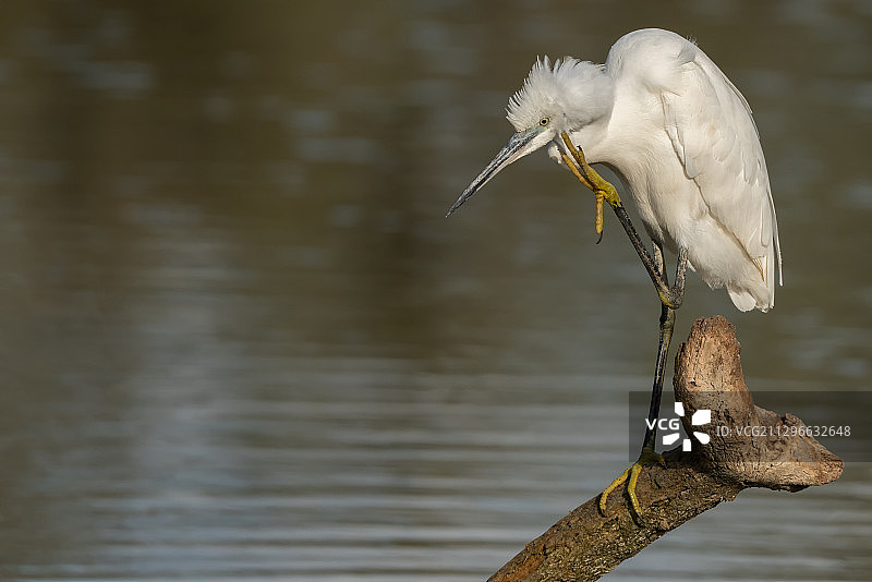 意大利奥斯蒂亚利多水边原木上的白鹭特写图片素材