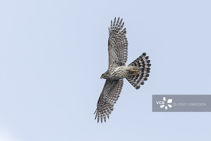 芬兰科特卡，蓝天下飞行的苍鹰（学名：Accipiter Gentilis）图片素材