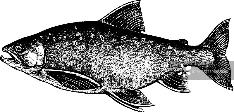 北极红点鲑鱼合集图片素材