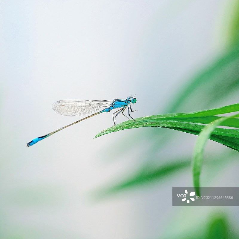 落在绿草叶上的蓝色豆娘图片素材
