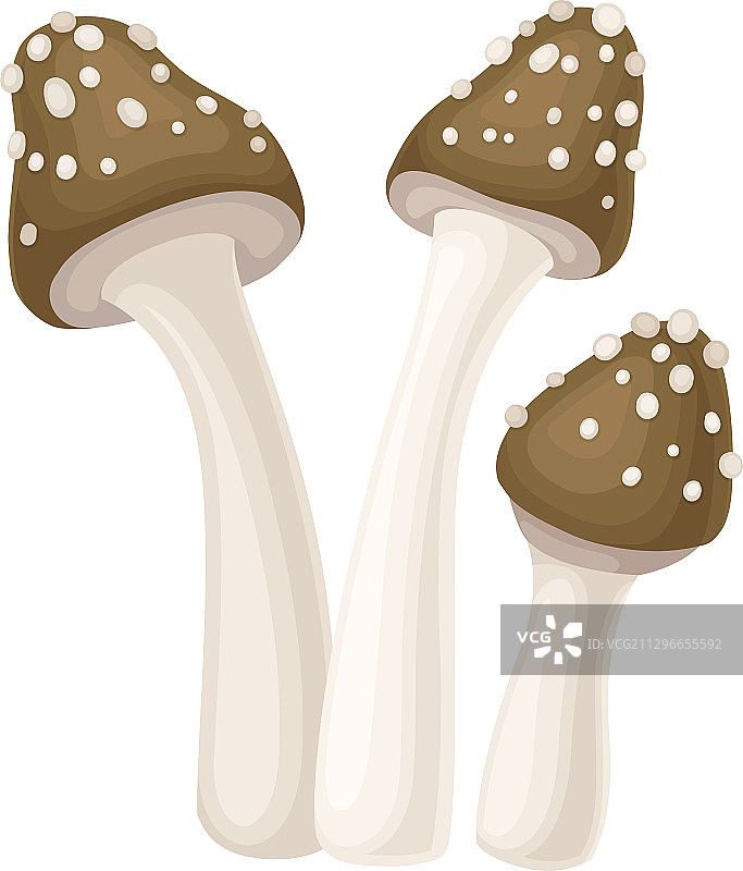 孤立的豹纹蘑菇或森林伞菌图片素材