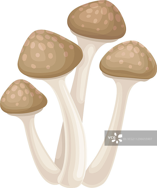 蜜环菌森林蘑菇或毒菌图片素材