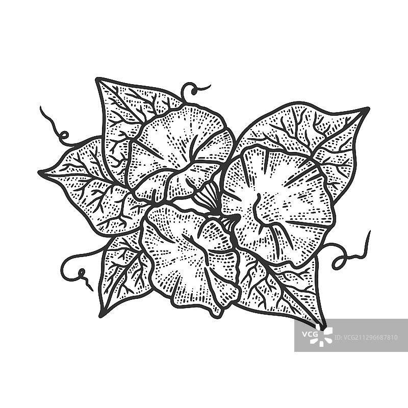 牵牛花素描图片素材