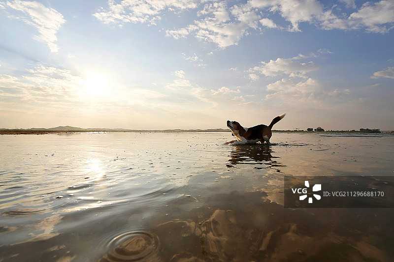 在湖畔玩耍的金毛犬图片素材
