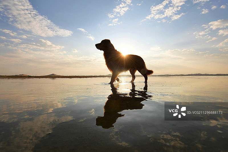 在湖畔玩耍的金毛犬图片素材