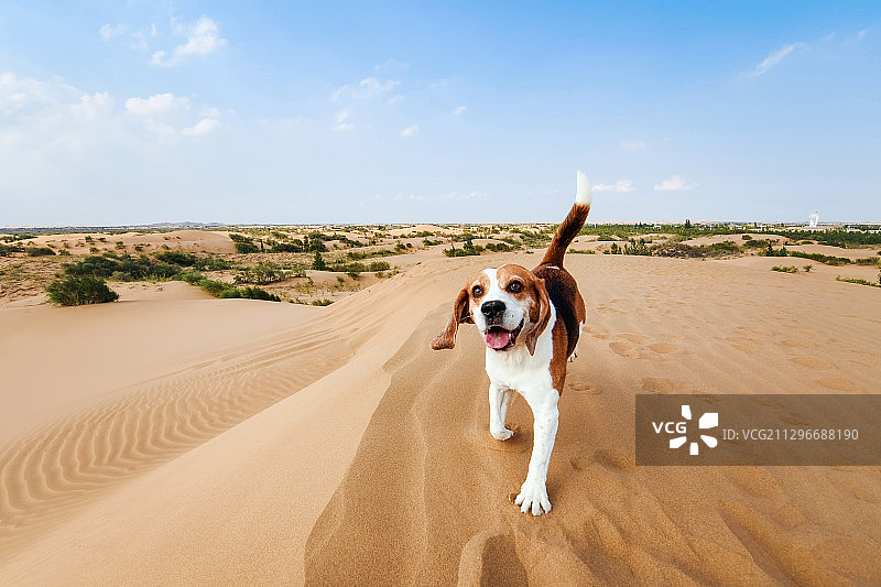 在沙漠上玩耍的比格猎犬图片素材