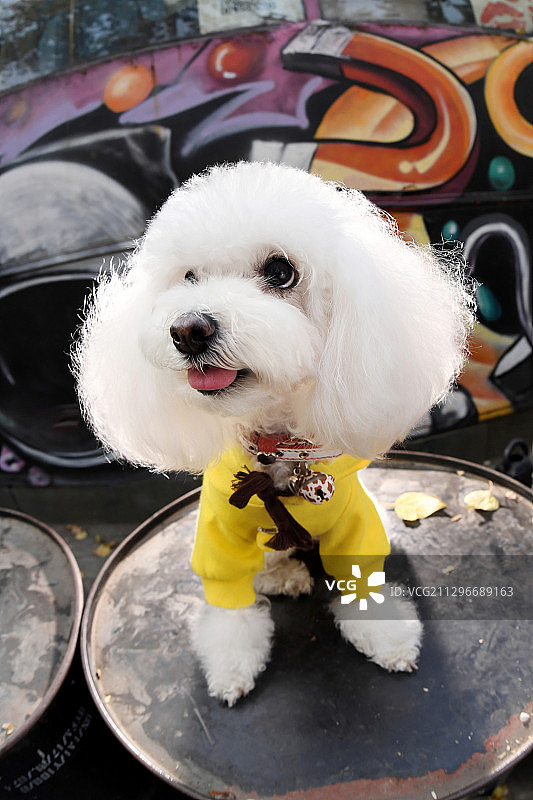 涂鸦墙前的贵宾犬图片素材