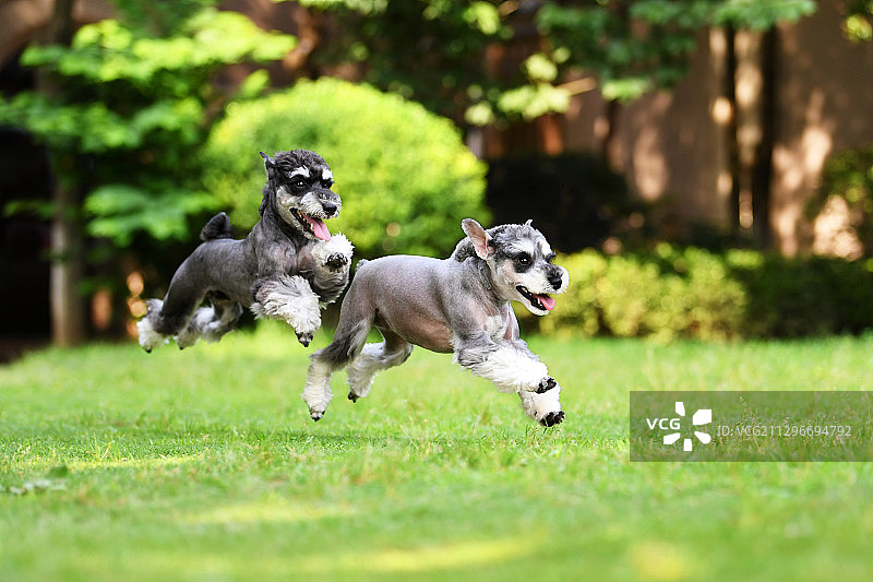 公园里快乐的雪纳瑞图片素材