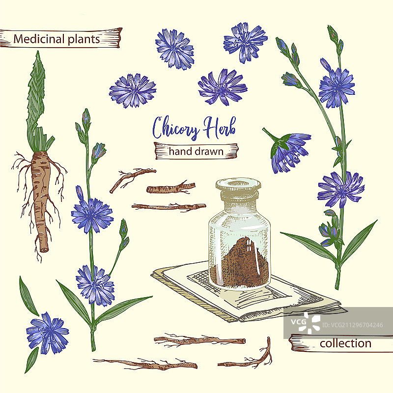 逼真植物彩色素描菊苣根图片素材