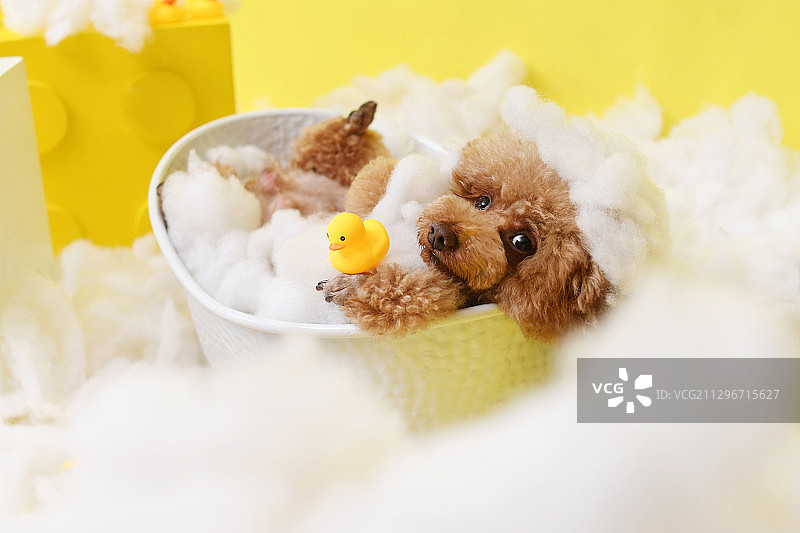 浴缸里的贵宾犬图片素材