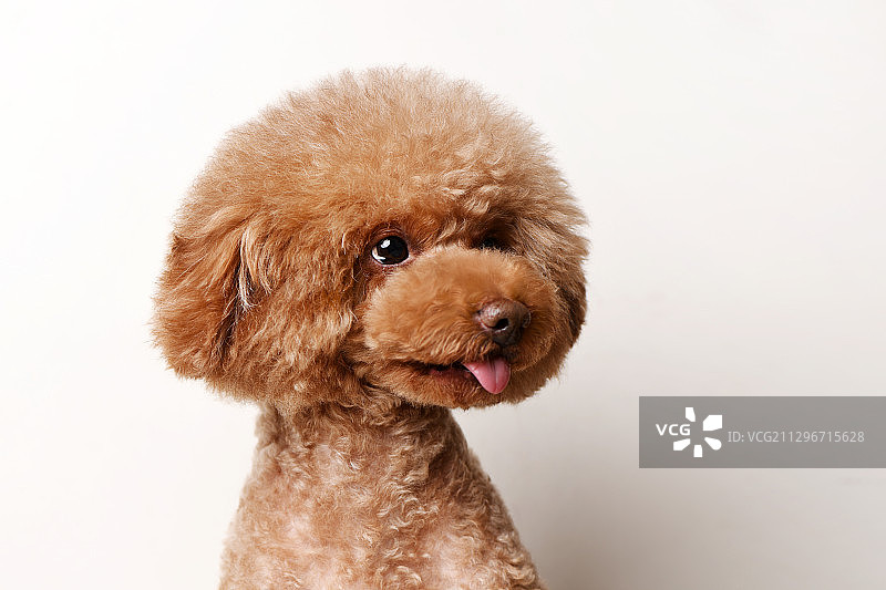 白背景前的贵宾犬图片素材
