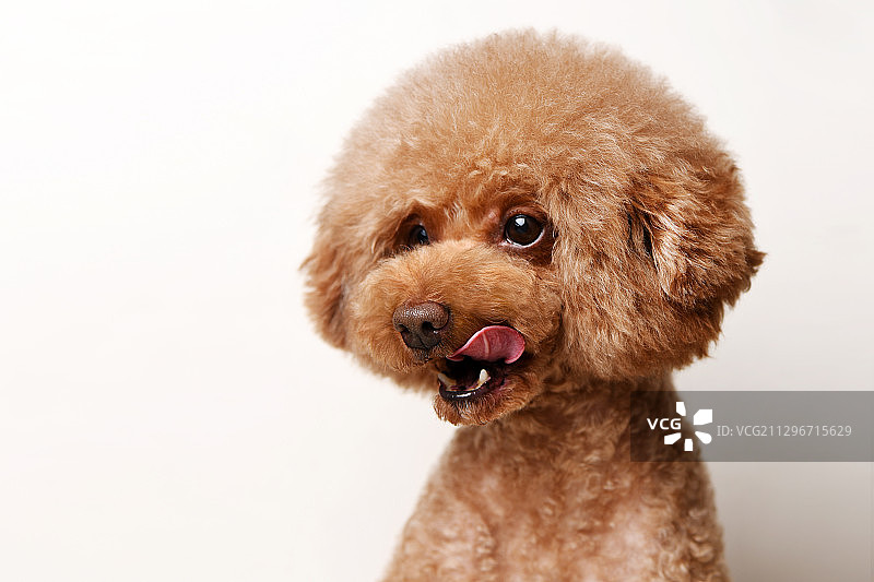 白背景前的贵宾犬图片素材