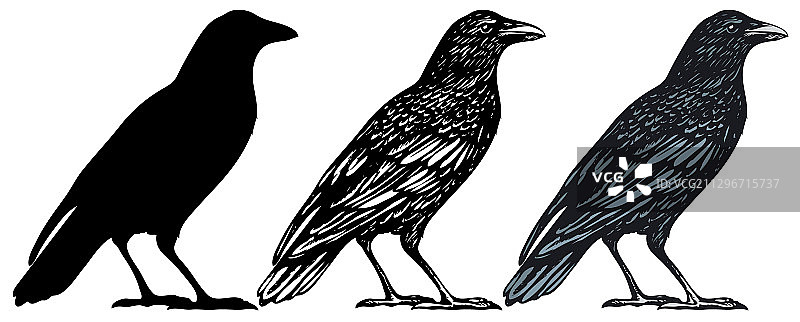 手绘黑色鸟类乌鸦图片素材