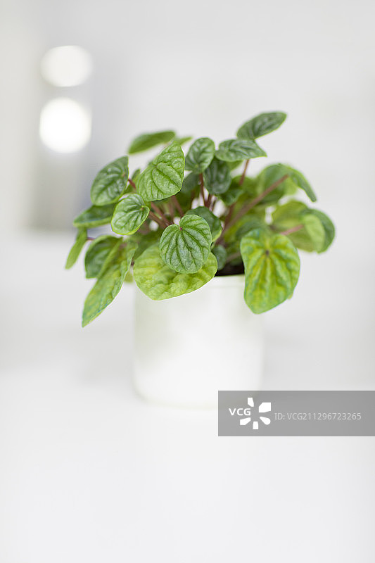 盆栽绿植图片素材