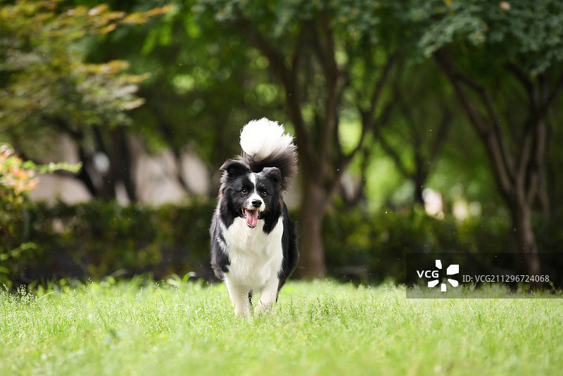 草坪上的边境牧羊犬图片素材