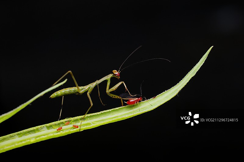 植物与昆虫图片素材