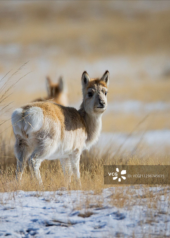 普氏原羚雪域高原的精灵，这位小公主看起来是多么的温柔、美丽。图片素材