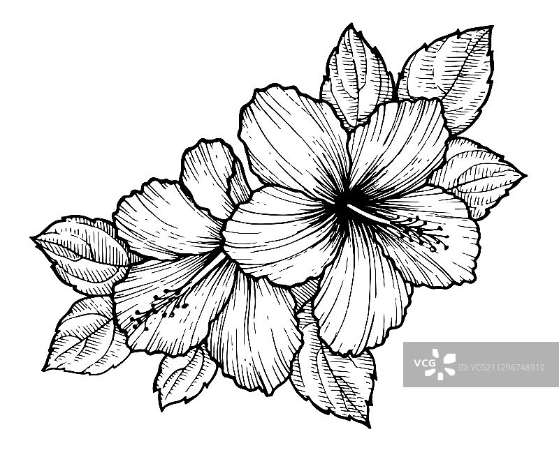 手绘热带芙蓉花与叶子图片素材