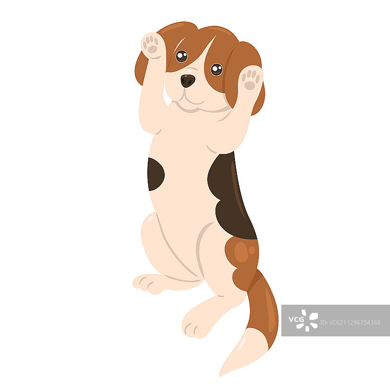 小猎犬幼犬后腿站立图片素材