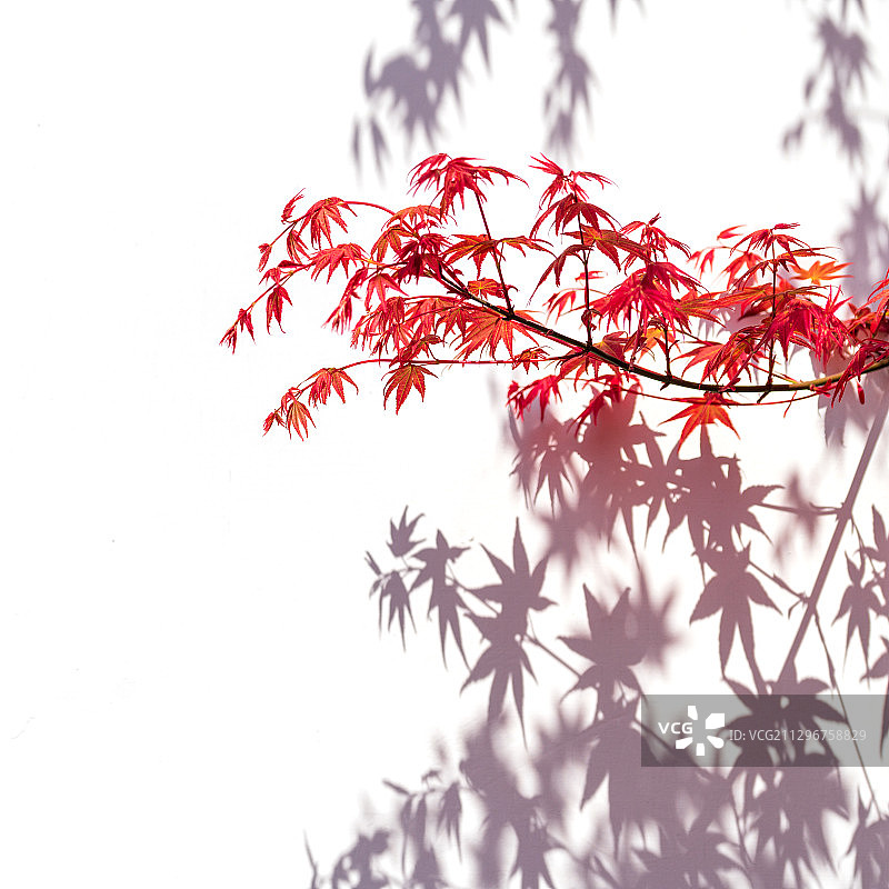 红枫图片素材