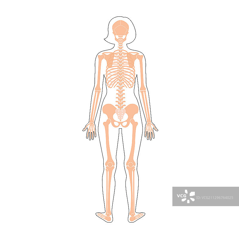 女人骨骼解剖结构图片素材