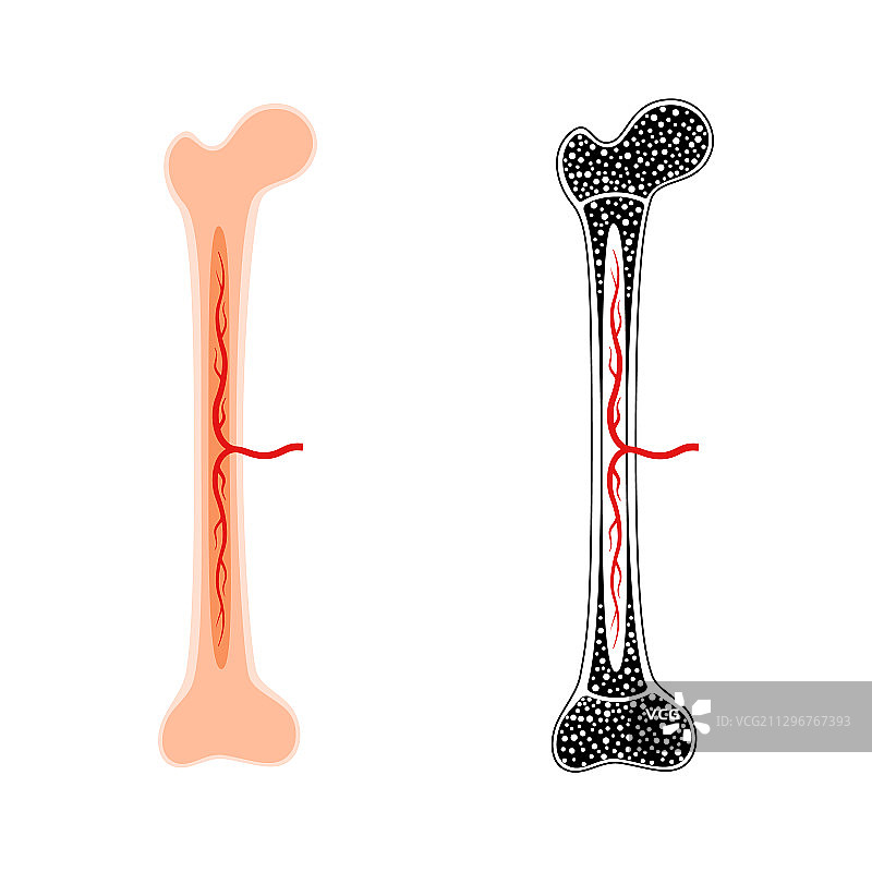 人体骨骼解剖图片素材