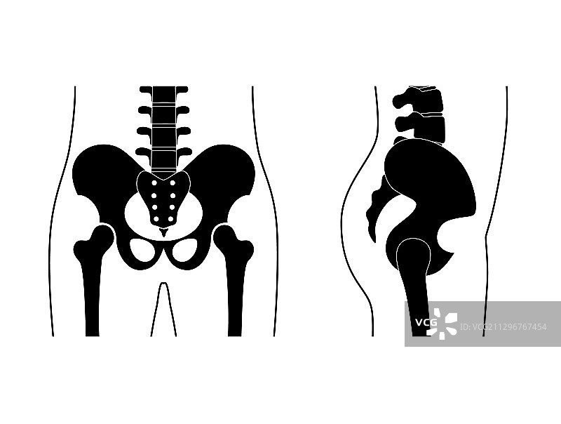 人体骨盆解剖图片素材