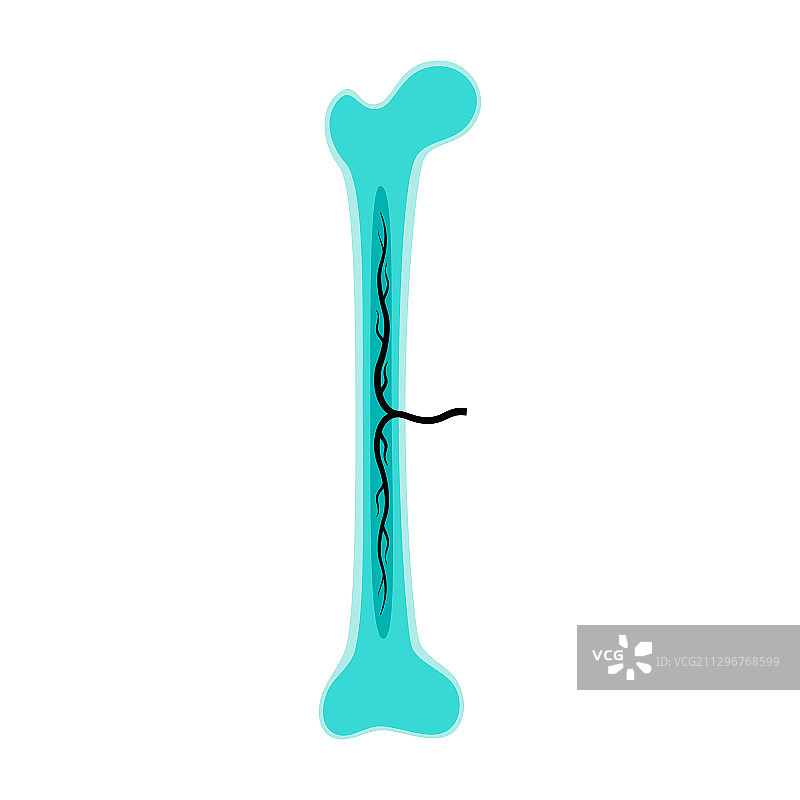 人体骨骼解剖图片素材