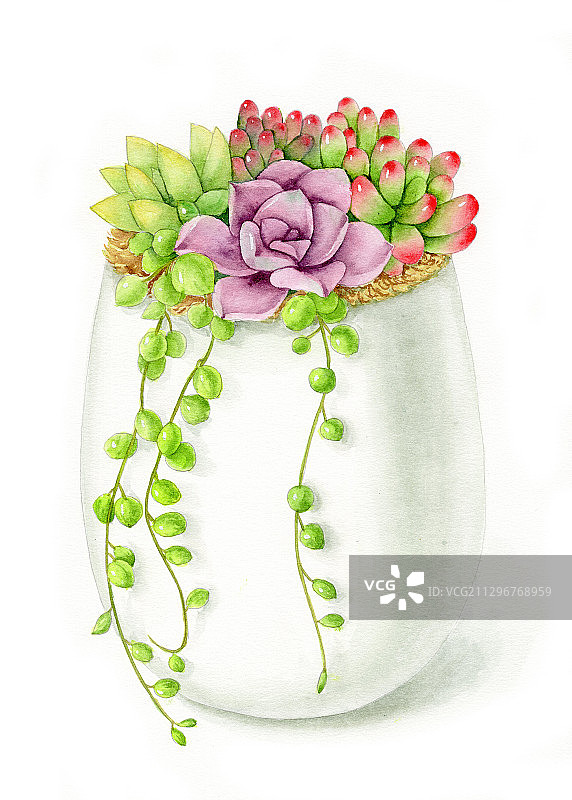 手绘水彩多肉组合群生植物插画图片素材