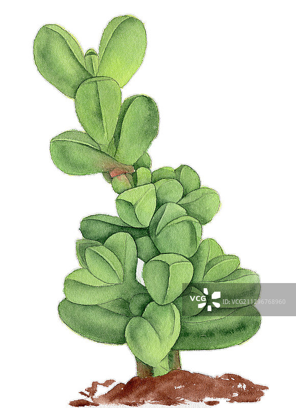 手绘水彩多肉鹿角老桩植物插画图片素材
