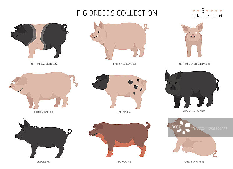 猪品种合集3家畜扁平风格图案图片素材