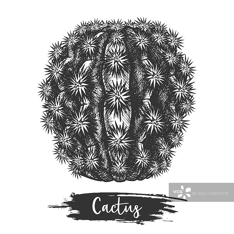 仙人掌植物沙漠素描图片素材