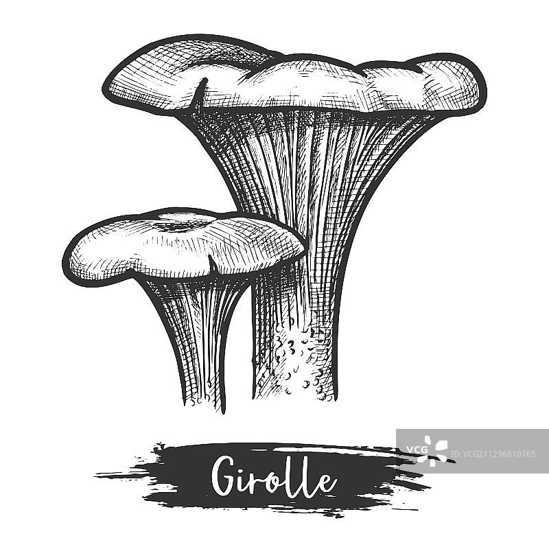 金色复古风素描图片素材