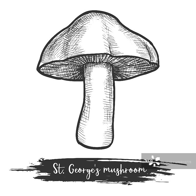 圣乔治蘑菇素描图片素材