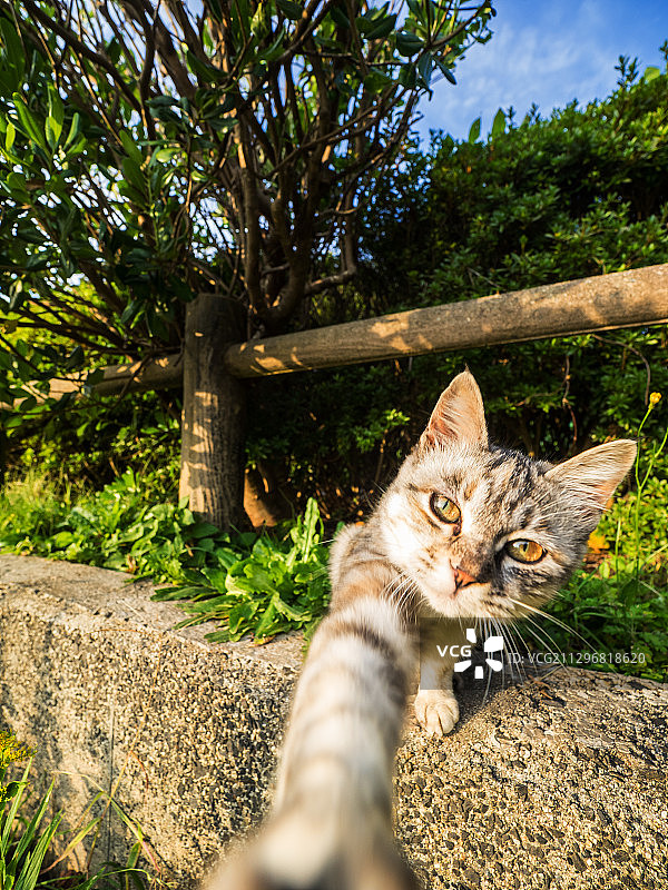 只流浪猫图片素材
