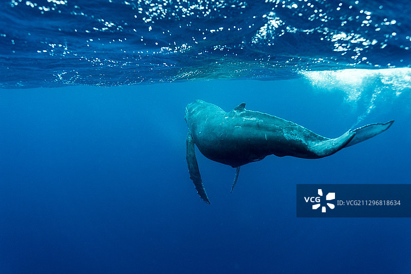 在水下生活图片素材