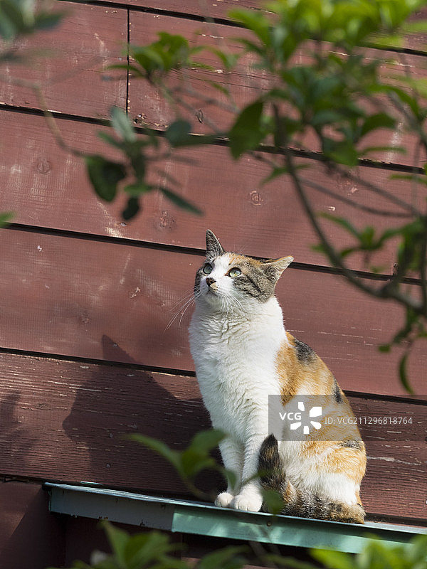 只流浪猫图片素材