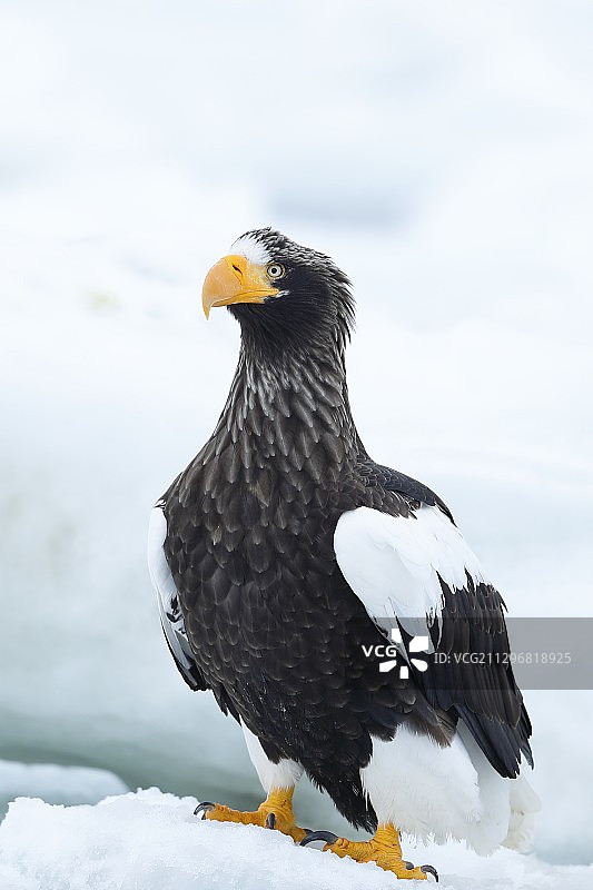 虎头海雕图片素材