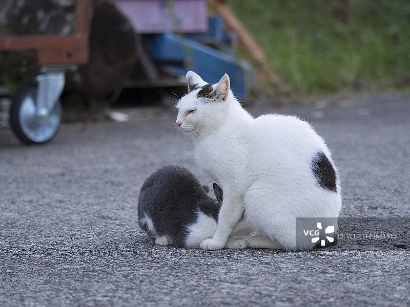 流浪猫图片素材
