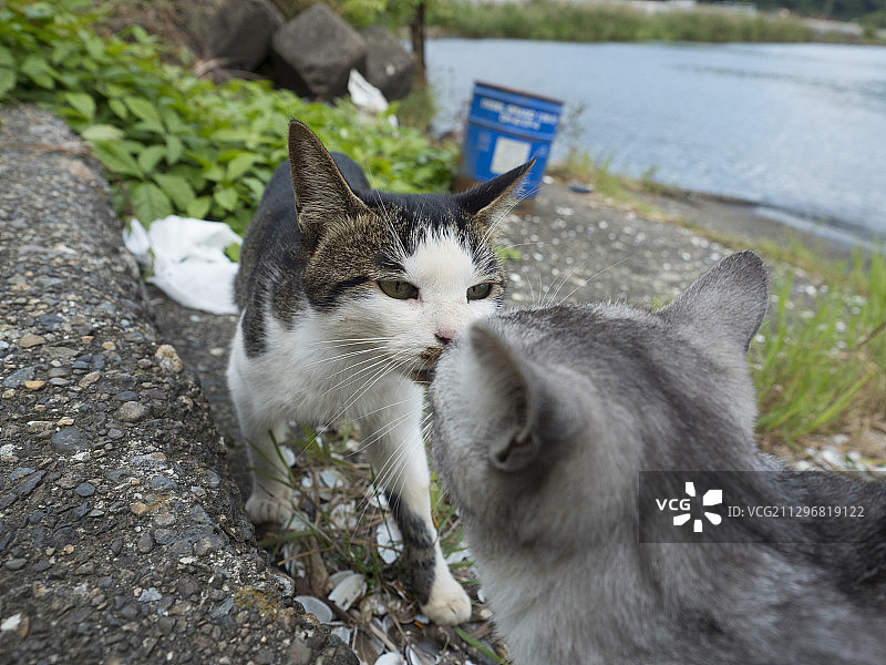 流浪猫图片素材