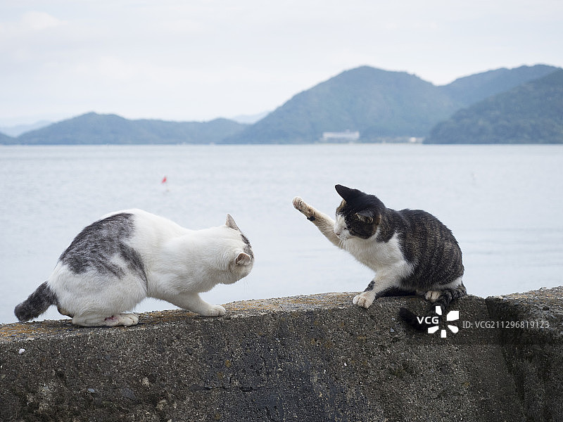 流浪猫图片素材