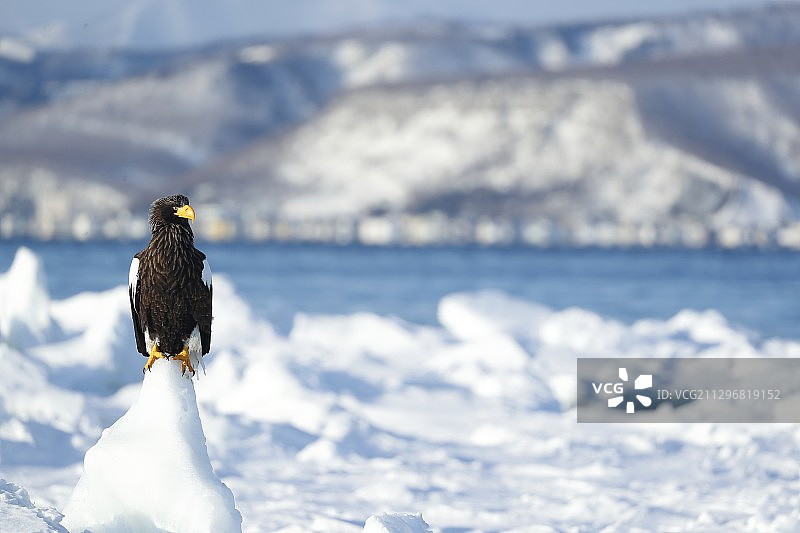 虎头海雕图片素材